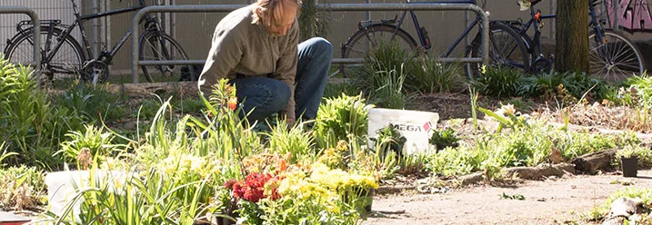 Person pflanzt Blumen ein